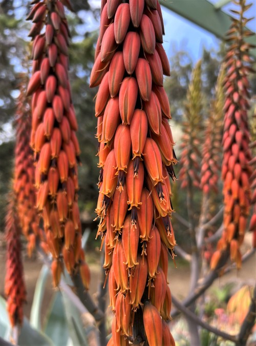 Aloe pseudorubroviolaceaThis aloe (with its absurdly long name) is native to southern Saudi Arabia, 