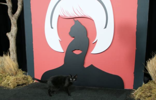 fyeahriverdale: The cat playing Salem in Chilling Adventures of Sabrina walks the red carpet.