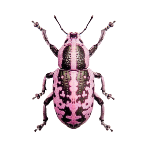 Pink Bugs Transparents