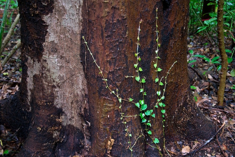 梅雨時の成長
木の幹を這ってゆく。
Nikon D90
Nikon AF-S DX NIKKOR 18-105mm F3.5-5.6G ED VR