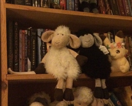 kuttithevangu:Right to left: Pikachu, Hekate, Demetrius, the sheep’s rib I picked up out of a fjord