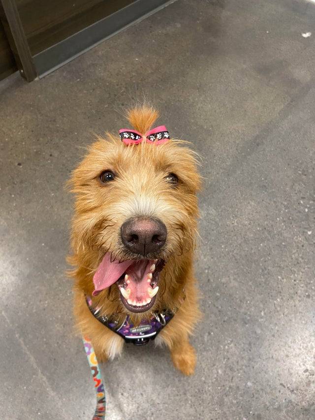 My sister’s dog, Cosmo, after being groomed and in his Halloween costume!
 Submit your cute pet here | Source:...