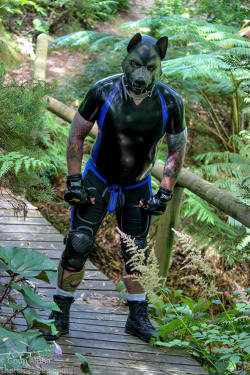 Gpup Alpha enjoying his rubber pup gear in the Australia bushland :)