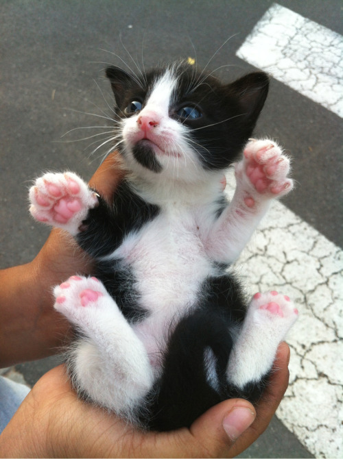 mimi-the-cat: kittehkats: Oh Noes, Kitty Toes! Anybody want Jelly Beans?  肉球祭りっ❤️