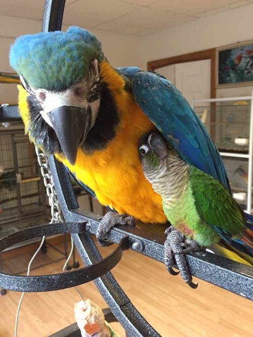 becausebirds:  dalisrhinoceros:  parrot-dise:parrot-dise:  Baby blue and gold and her green cheek friend.  They really are BFFs. BFF: birb friends forever  forever feather friends