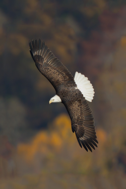 brazenbvll:  Bald Eagle | Axel Hildebrandt 