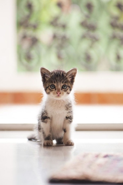 wolverxne:  Hello! by: [Nihaal Ramesh] 