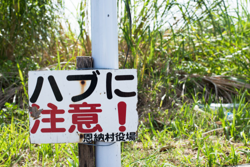 “Beware the habu!” The habu is Ryukyu’s notorious venomous snake.  Apparently they