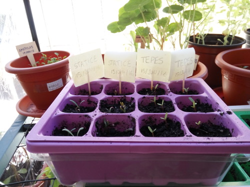 20/Jun/2016The nasturtiums have grown a lot, there are some white spots on some leaves, I have to ch