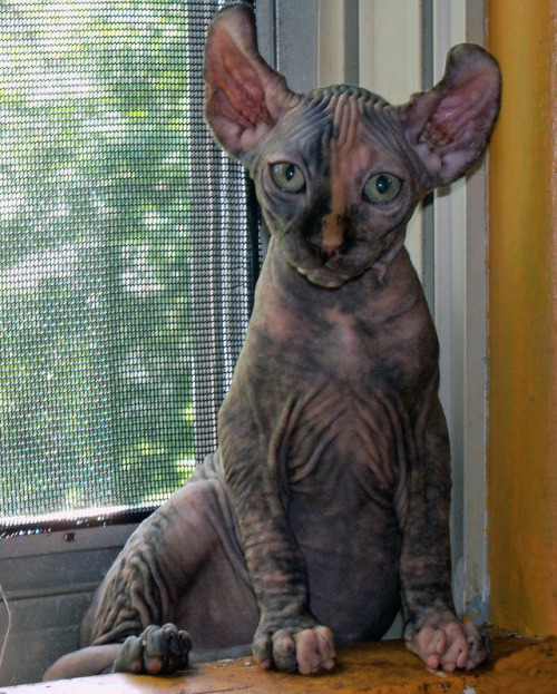 Kristen Leedom - Elf Cat:  A deliberate hybrid of the Sphynx and American Curl.  Photography  