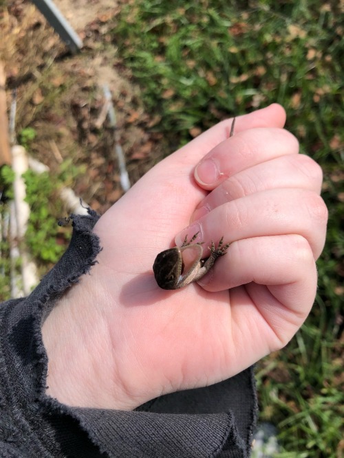 Some Finds From Today As Well! I Caught Not One, But Three Anoles Today, Only Took Pictures Of Two Of