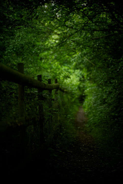 wanderthewood:Overgrown - Wickham Bishops, Essex, England by Future-Echoes