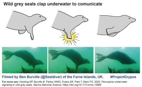 Gray seals clap underwater to communicate, study finds - CNET