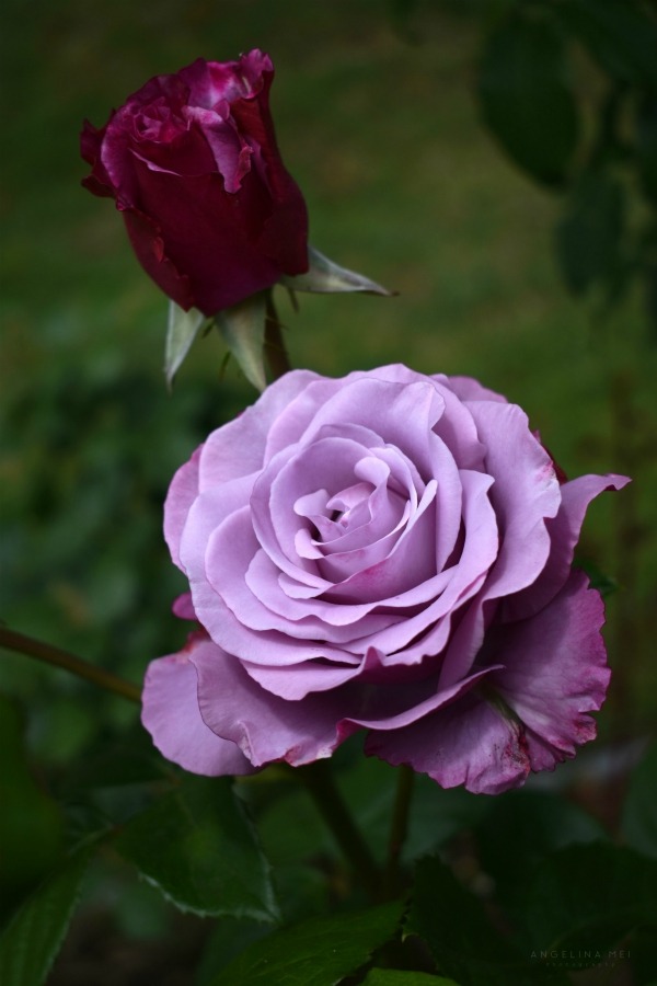Angelina Mei — Une Rose Violette Prints