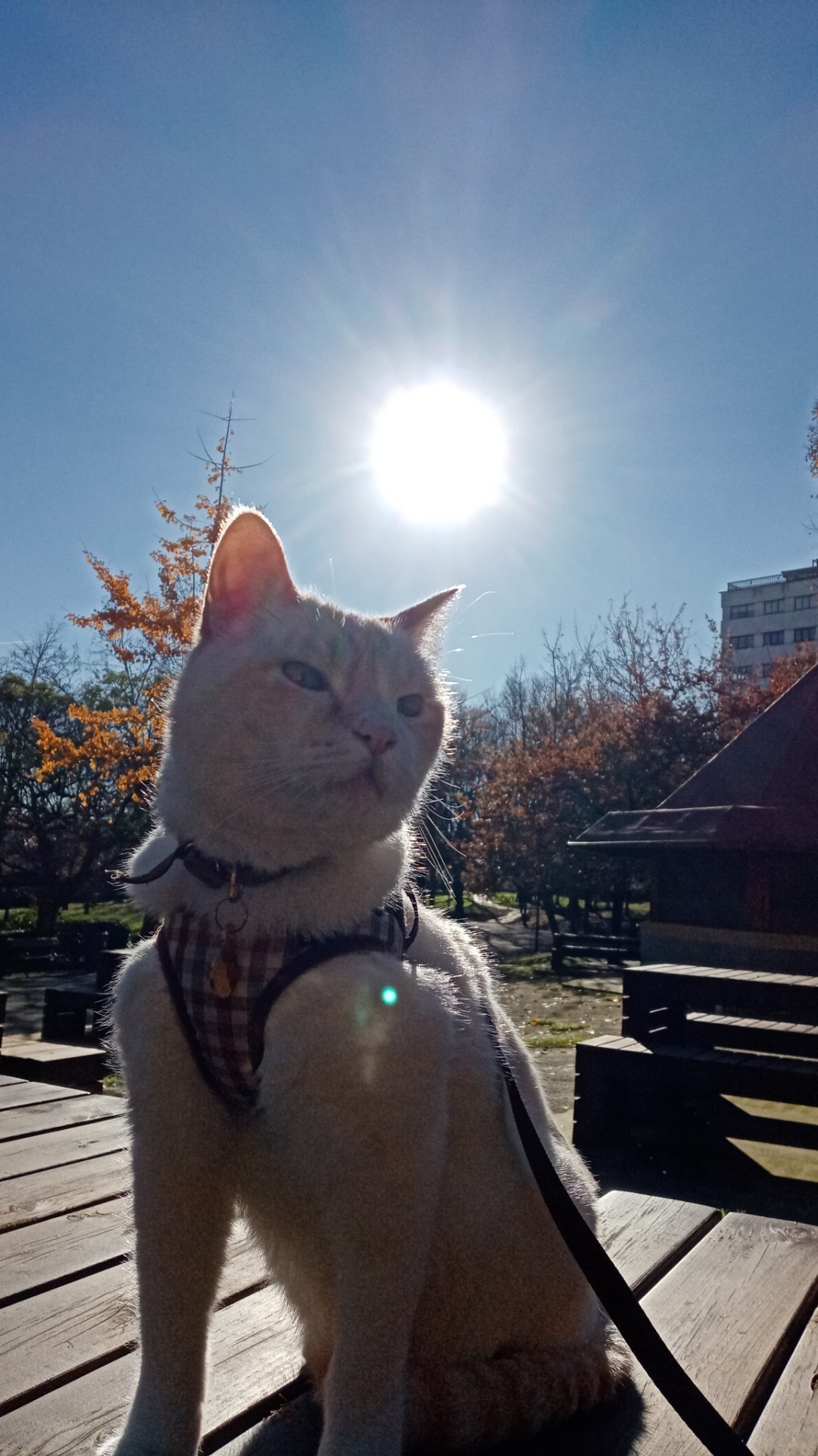 A photo of a white cat with cream colored ears and a ringed tail sitting on top of a picnic table in a park. The winter Sun shines behind him on top of the trees. The cat’s wearing a brown checkers harness, and a collar with a golden badge