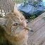 ceryke
