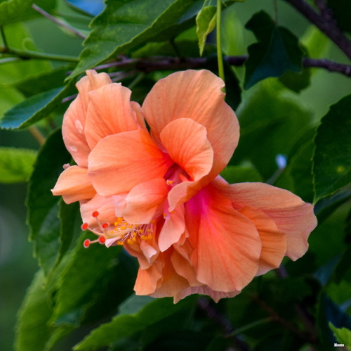 Orange and red hibiscus in Florida