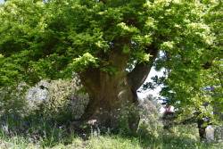 rherlotshadow: Ancient oak, new leaves