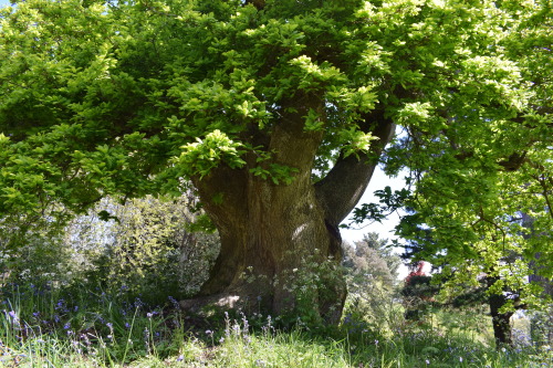 rherlotshadow: Ancient oak, new leaves