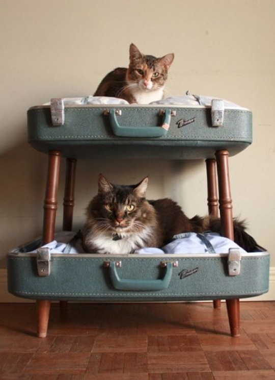 copperbadge: geekerypeekery:  bunny-butch:  markv5:   Котовьи общежития  Котовьи общежития   “Kitty dormitory”   @copperbadge   Stackable cats for all you urban-dwellers!  Russian nesting cats or…. CATRYOSHKAS 