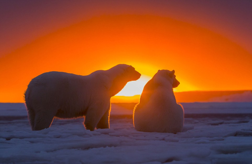 schokopenis:By sylvain cordier in alaska