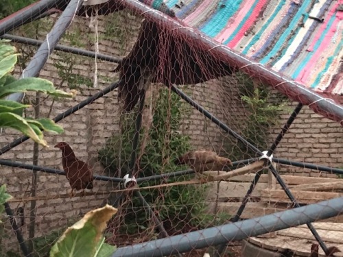 Geodesic domes for chickens