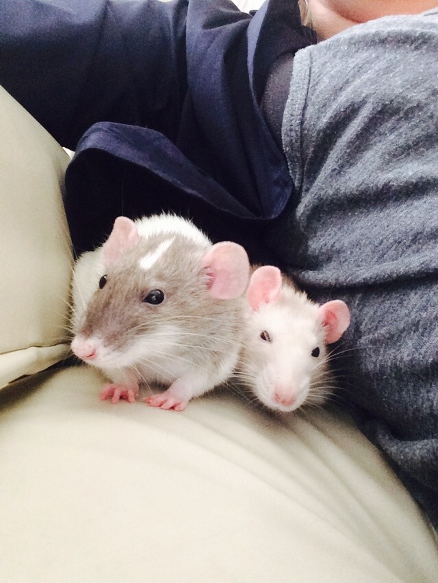 summersanimals:  Every one of these pictures is golden August 16, 2015 