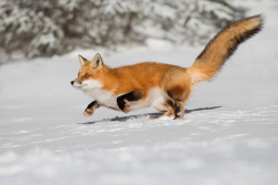 awwcutefuzzyanimals:  Red Fox - Play Time