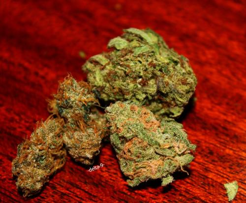 -delta-9-:  A nice contrast of, Amnesia Haze, Blue Dream and some Kryptonite OG.