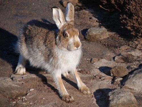 typhlonectes:Suprised Mountain Hare (Lepus timidus), Derwent Moors, England, United Kingdom photogra
