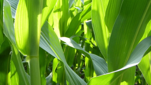 S. Dakota cornfielf. Photo by Barbara Bickel