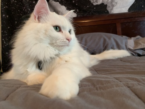 firstginger: princess anastasia living up to her name ❤️ alternatively&hellip;.. the duality of 