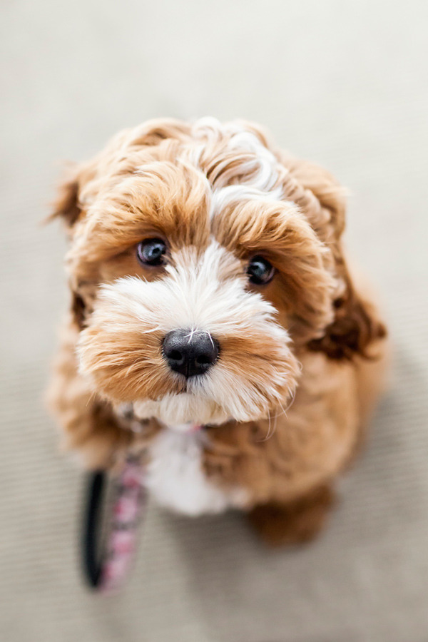 turningpoint2:  Tessa ~ photographed by Happy Tails Photography 