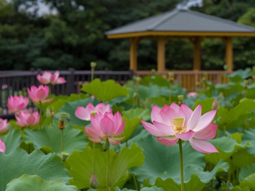 ハス2020/7/15撮影E-M1 Mk2,57mm,F4.0,ISO200,1/1000sec