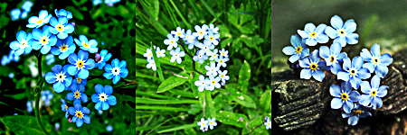 discovereternity:  Forget me not 