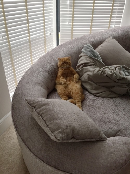 Caught her sitting on the sofa again like a boss.