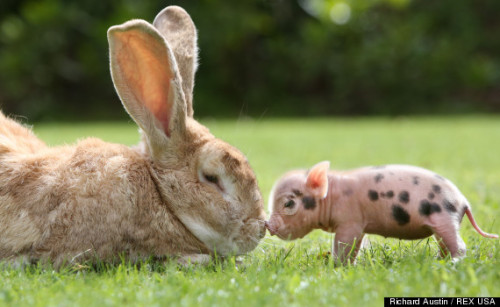 bunnyfood:(via Huffington Post)