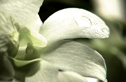 audelreys:  reign meme: [2/3] colours - white 