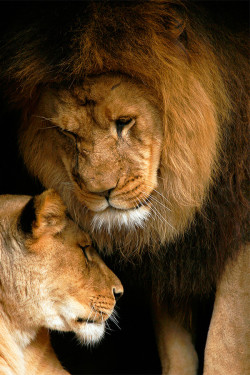 earthlycreatures:  Lion Love by Stephen Oachs