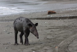 anungulateaday:  Baird’s Tapir (Tapirus