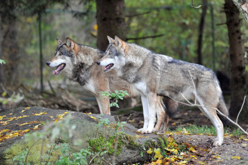 llbwwb:   Wolves by Xeniya Valovikova 