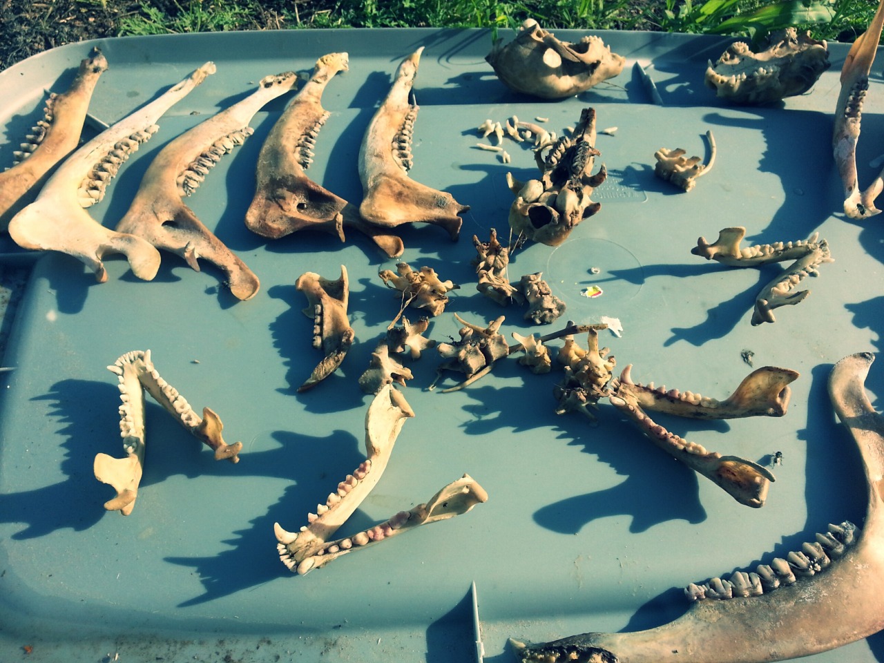 bonesetcetera:  jnasty36:  Checked my maceration buckets and these are the bones