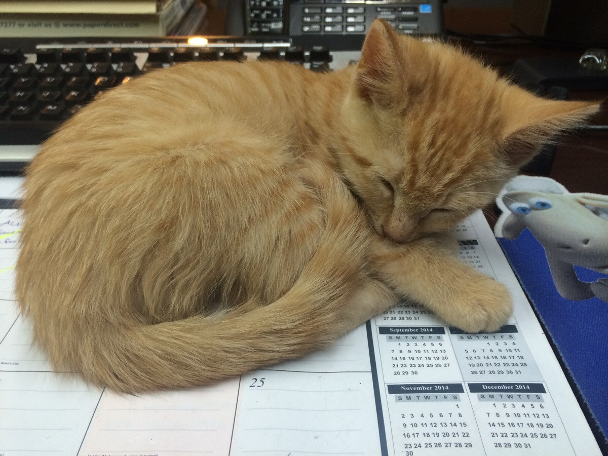 awwww-cute:  Co-worker lives a town over and her cat had a vet appt. today. We didn’t