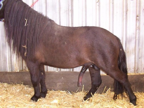 sean-the-awkward-furry:A request from @Tinvaashlin some more horse cock for y'all