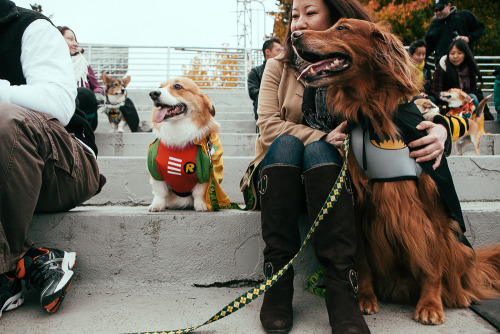 whatsthedaily:  joshualewis:  The 2013 Annual Costumed Corgi Howloween Walk in Seattle happened and it was the BEST. Check out the full gallery here: http://goo.gl/W7Hkbx  Thorgi has returned to warn us The Bark World is planning to invade the seven