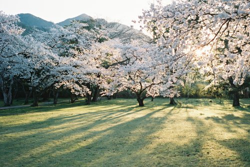 桜と出雲