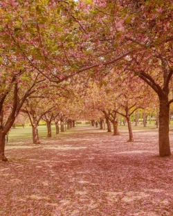 newyorkcityfeelings:Brooklyn Botanical Garden by FallinLoveWithNYC