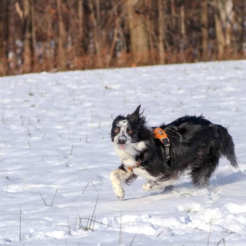 Cross-eyed with his tongue out&hellip;this might be the greatest #Quinnface pic yet. #winterhike #do