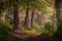 silvaris:Morning in the Shatura Forest by Andrey Chizh  