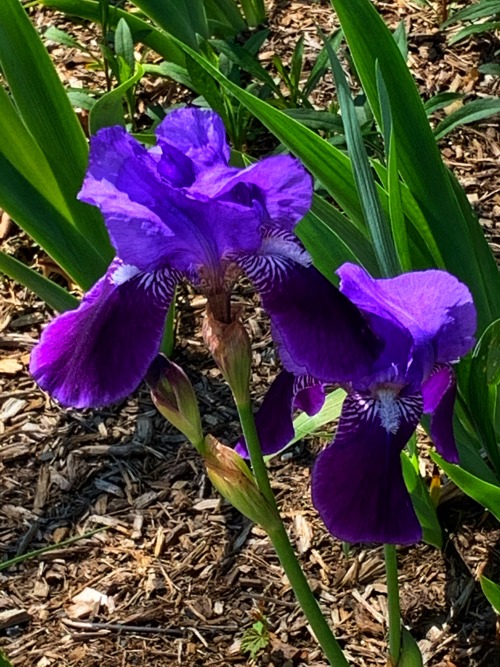 Purple Iris, Fairfax, 2020.With the arrival of spring each year I bemoan the fact I failed to plant 